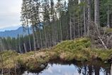 Ochrnari objavili nove plesko v Nizkych Tatrach na mieste kde sa stavia zjazdovka
