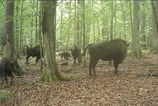 Vlci zautocili na mladata zubra v Polska Vedci zachytili dramaticky lov na videu
