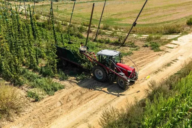 Dáta z projektu pomohli poslednému slovenskému chmeliarovi s úrodou
