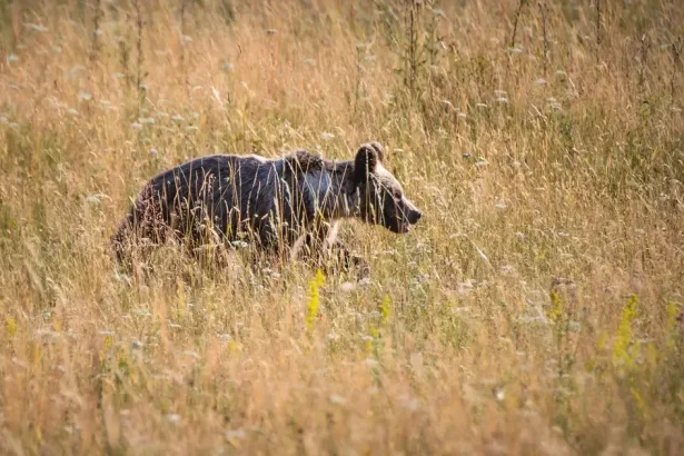 Medveď zaútočil na muža v Turci, ten je v nemocnici s vážnymi zraneniami