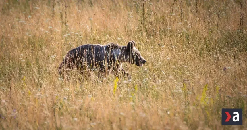 Medveď zaútočil na muža v Turci, ten je v nemocnici s vážnymi zraneniami