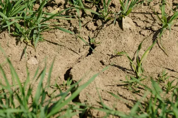 Sucho sužuje Európu. Najsuchší august majú aj Slovensko a ďalších osem krajín