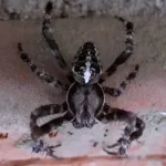 Týmito jednoduchými trikmi sa konečne zbavíte pavúkov