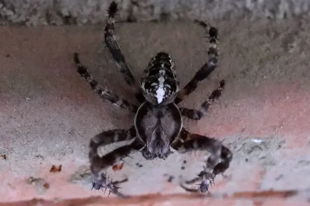 Týmito jednoduchými trikmi sa konečne zbavíte pavúkov