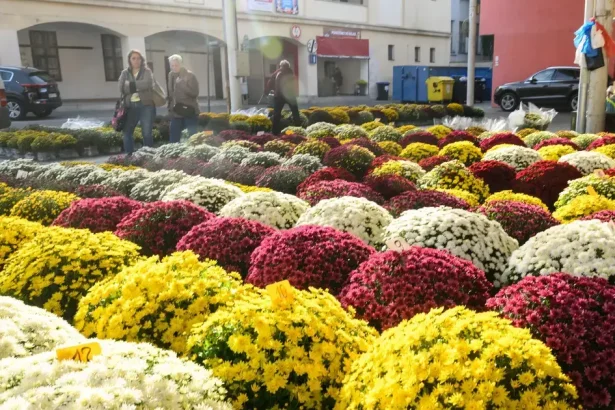 Chryzantémový čaj posilní imunitu a zabráni predčasnému starnutiu