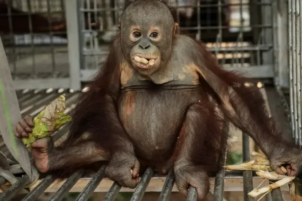 Požiar na Borneu a Sumatre ničí biotopy, zachránili desiatky orangutanov