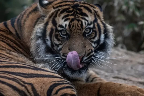 Útok tigra viedol k zatvoreniu známej zoo vo Veľkej Británii