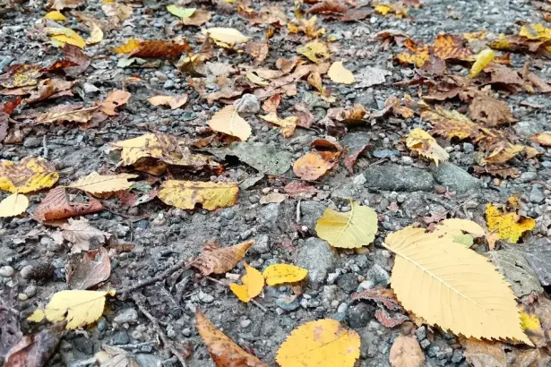 Zrážky zasiahnu v nedeľu východ Slovenska, sever čaká chladnejšie počasie